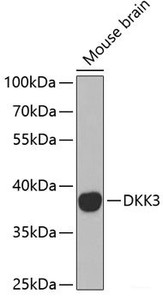 Western blot analysis of extracts of Mouse brain using DKK3 Polyclonal Antibody at dilution of 1:1000.