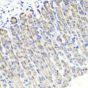 Immunohistochemistry of paraffin-embedded Mouse stomach using MAPKBP1 Polyclonal Antibody at dilution of 1:100 (40x lens) .