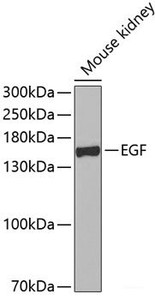 Western blot analysis of extracts of Mouse kidney using EGF Polyclonal Antibody at dilution of 1:500.