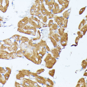 Immunohistochemistry of paraffin-embedded Rat heart using TRAP1 Polyclonal Antibody at dilution of 1:100 (40x lens) .