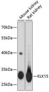 Western blot analysis of extracts of various cell lines using KLK15 Polyclonal Antibody at dilution of 1:3000.