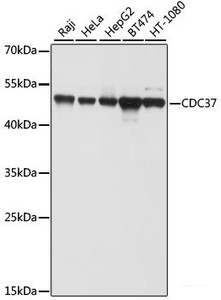 Western blot analysis of extracts of various cell lines using CDC37 Polyclonal Antibody at dilution of 1:1000.