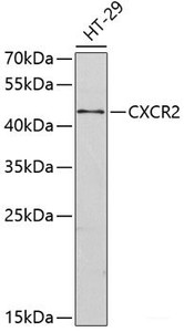 Western blot analysis of extracts of HT-29 cells using CXCR2 Polyclonal Antibody.