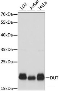 Western blot analysis of extracts of various cell lines using DUT Polyclonal Antibody at dilution of 1:1000.