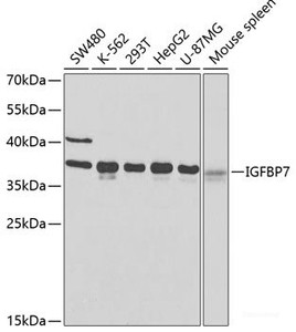 Western blot analysis of extracts of various cell lines using IGFBP7 Polyclonal Antibody at dilution of 1:400.