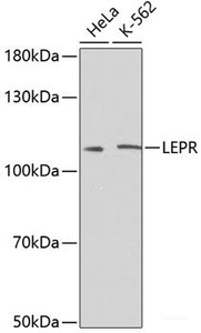 Western blot analysis of extracts of various cell lines using LEPR Polyclonal Antibody at dilution of 1:500.