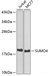Western blot analysis of extracts of various cell lines using SUMO4 Polyclonal Antibody at dilution of 1:800.