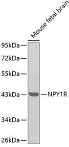 Western blot analysis of extracts of Mouse fetal brain using NPY1R Polyclonal Antibody.
