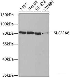 Western blot analysis of extracts of various cell lines using SLC22A8 Polyclonal Antibody at dilution of 1:400.