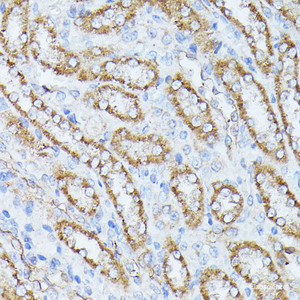 Immunohistochemistry of paraffin-embedded Rat kidney using PPP2CB Polyclonal Antibody at dilution of 1:100 (40x lens) .