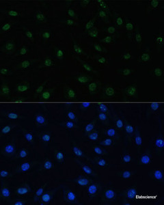 Immunofluorescence analysis of L929 cells using PELP1 Polyclonal Antibody at dilution of 1:100 (40x lens) . Blue: DAPI for nuclear staining.