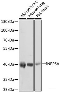 Western blot analysis of extracts of various cell lines using INPP5A Polyclonal Antibody at dilution of 1:1000.