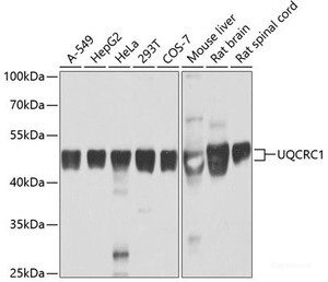 Western blot analysis of extracts of various cell lines using UQCRC1 Polyclonal Antibody at dilution of 1:1000.