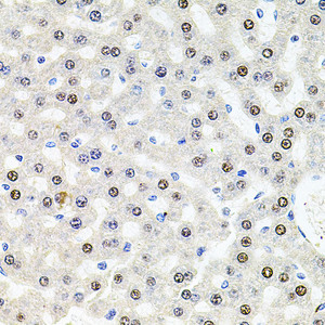 Immunohistochemistry of paraffin-embedded Rat liver using U2SURP Polyclonal Antibody at dilution of 1:100 (40x lens) .