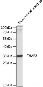Western blot analysis of extracts of Mouse small intestine using THAP2 Polyclonal Antibody at dilution of 1:3000.