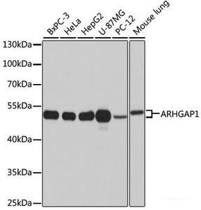 Western blot analysis of extracts of various cell lines using ARHGAP1 Polyclonal Antibody at dilution of 1:1000.