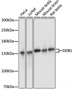 Western blot analysis of extracts of various cell lines using DDB1 Polyclonal Antibody at dilution of 1:3000.