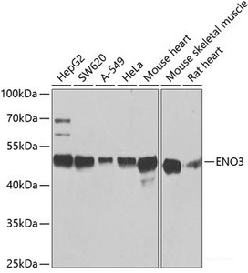 Western blot analysis of extracts of various cell lines using ENO3 Polyclonal Antibody at dilution of 1:1000.