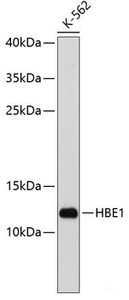 Western blot analysis of extracts of K-562 cells using HBE1 Polyclonal Antibody at dilution of 1:1000.