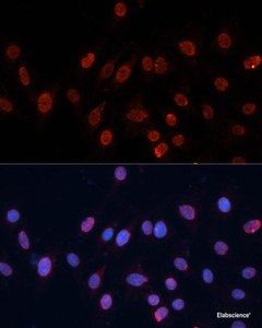 Immunofluorescence analysis of C6 cells using HNRNPU Polyclonal Antibody at dilution of 1:100. Blue: DAPI for nuclear staining.