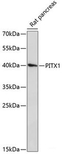 Western blot analysis of extracts of Rat pancreas using PITX1 Polyclonal Antibody at dilution of 1:3000.