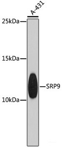 Western blot analysis of extracts of A-431 cells using SRP9 Polyclonal Antibody at dilution of 1:1000.