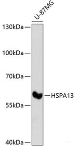 Western blot analysis of extracts of U-87MG cells using HSPA13 Polyclonal Antibody at dilution of 1:3000.