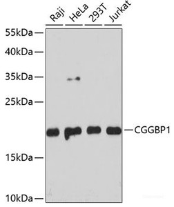 Western blot analysis of extracts of various cell lines using CGGBP1 Polyclonal Antibody at dilution of 1:3000.