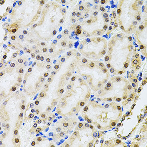 Immunohistochemistry of paraffin-embedded Rat kidney using POP4 Polyclonal Antibody at dilution of 1:100 (40x lens) .