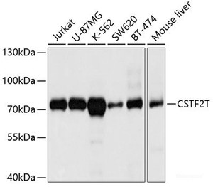 Western blot analysis of extracts of various cell lines using CSTF2T Polyclonal Antibody at dilution of 1:1000.