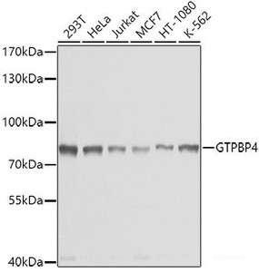 Western blot analysis of extracts of various cell lines using GTPBP4 Polyclonal Antibody at dilution of 1:1000.