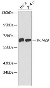 Western blot analysis of extracts of various cell lines using TRIM29 Polyclonal Antibody.