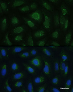 Immunofluorescence analysis of U-2 OS cells using SIGLEC9 Polyclonal Antibody at dilution of 1:100 (40x lens) . Blue: DAPI for nuclear staining.