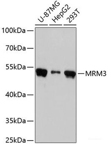Western blot analysis of extracts of various cell lines using MRM3 Polyclonal Antibody at dilution of 1:3000.