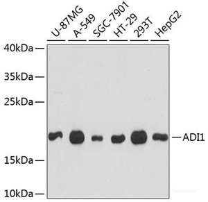 Western blot analysis of extracts of various cell lines using ADI1 Polyclonal Antibody at dilution of 1:3000.