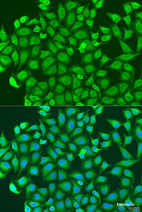 Immunofluorescence analysis of U2OS cells using PCDHA6 Polyclonal Antibody at dilution of 1:100. Blue: DAPI for nuclear staining.
