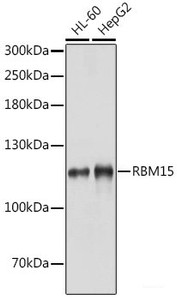 Western blot analysis of extracts of various cell lines using RBM15 Polyclonal Antibody at dilution of 1:1000.