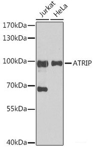 Western blot analysis of extracts of various cell lines using ATRIP Polyclonal Antibody at dilution of 1:1000.