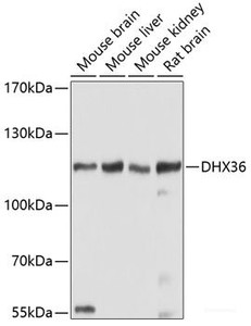 Western blot analysis of extracts of various cell lines using DHX36 Polyclonal Antibody at dilution of 1:1000.
