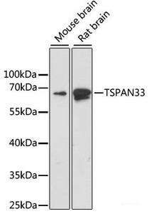 Western blot analysis of extracts of various cell lines using TSPAN33 Polyclonal Antibody at dilution of 1:1000.