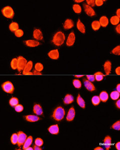 Immunofluorescence analysis of Hela cells using GSTK1 Polyclonal Antibody at dilution of 1:100 (40x lens) . Blue: DAPI for nuclear staining.