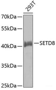Western blot analysis of extracts of 293T cells using SETD8 Polyclonal Antibody.