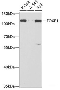 Western blot analysis of extracts of various cell lines using FOXP1 Polyclonal Antibody at dilution of 1:1000.