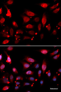 Immunofluorescence analysis of U2OS cells using RACGAP1 Polyclonal Antibody