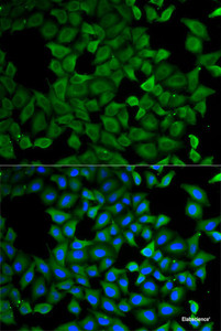 Immunofluorescence analysis of A549 cells using ATL1 Polyclonal Antibody