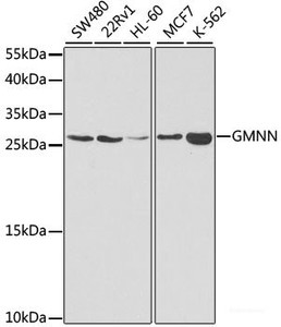 Western blot analysis of extracts of various cell lines using GMNN Polyclonal Antibody at dilution of 1:1000.