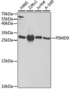 Western blot analysis of extracts of various cell lines using PSMD9 Polyclonal Antibody at dilution of 1:1000.