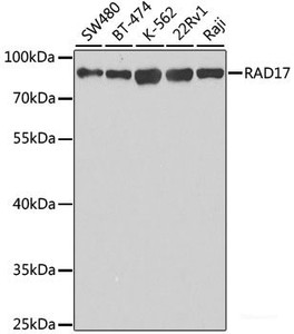 Western blot analysis of extracts of various cell lines using RAD17 Polyclonal Antibody at dilution of 1:1000.