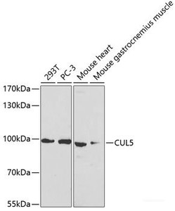 Western blot analysis of extracts of various cell lines using CUL5 Polyclonal Antibody at dilution of 1:1000.