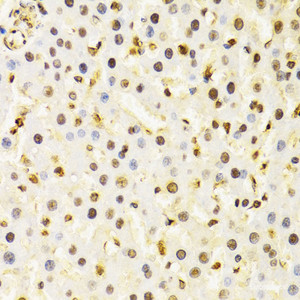 Immunohistochemistry of paraffin-embedded Rat liver using CUL4B Polyclonal Antibody at dilution of 1:200 (40x lens) .